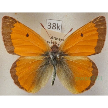 Colias thisoa Menetries, 1832 male Armenia38k